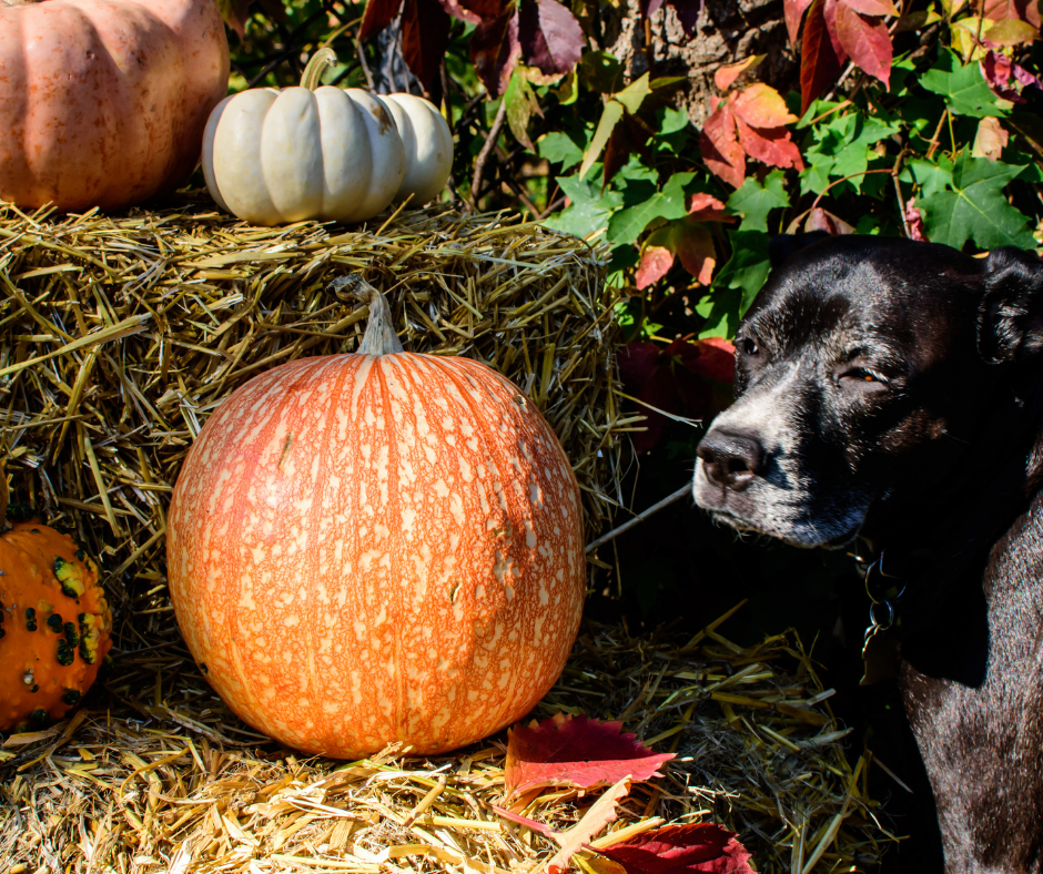 5 Tips For Enjoying A Perfect Thanksgiving With Your Dog – DOOGUSA
