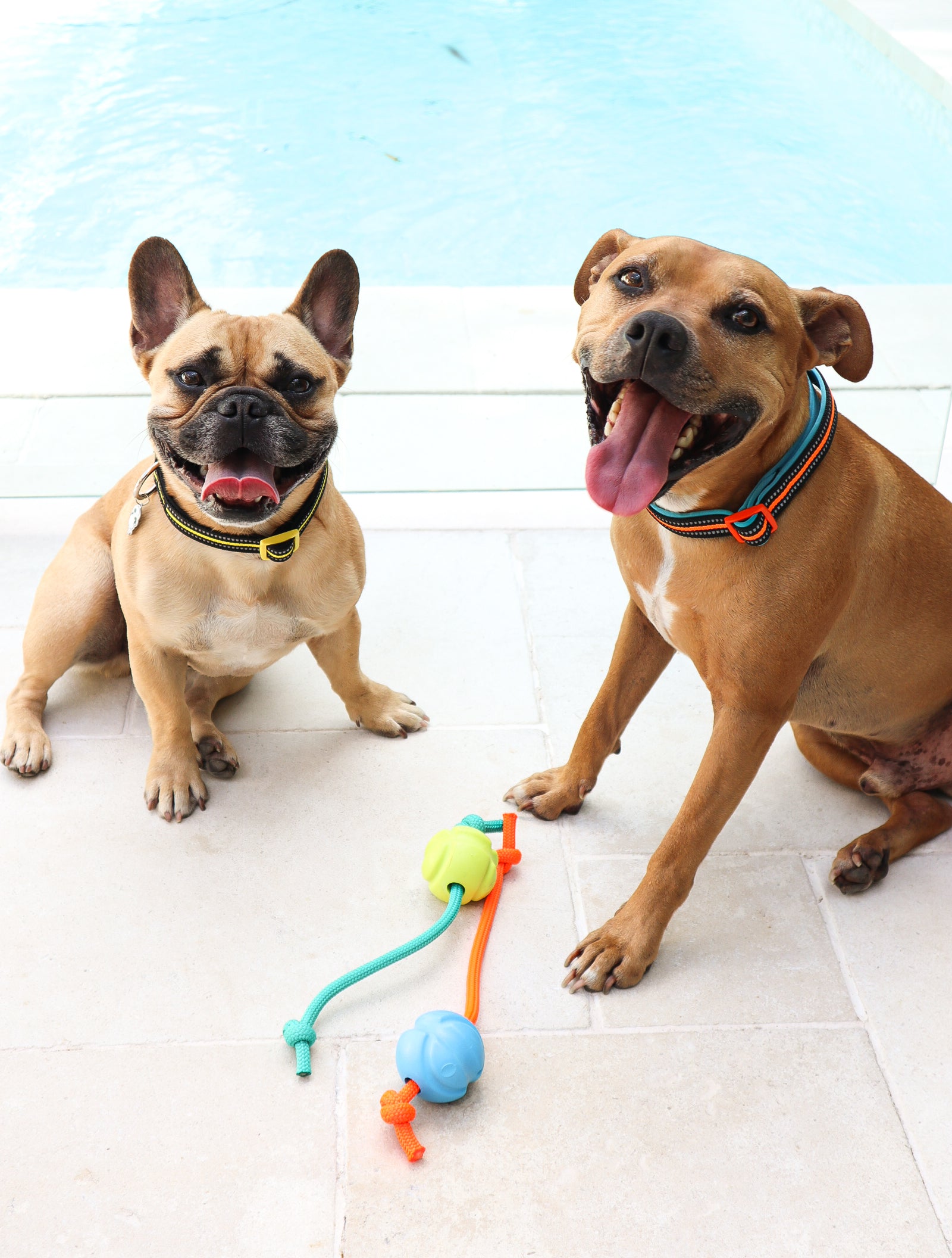 GEAR FOR DOGS DOOGUSA