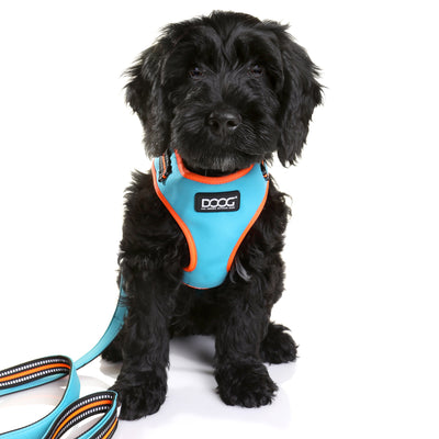 Neoflex Soft Harness - BEETHOVEN (NEON)