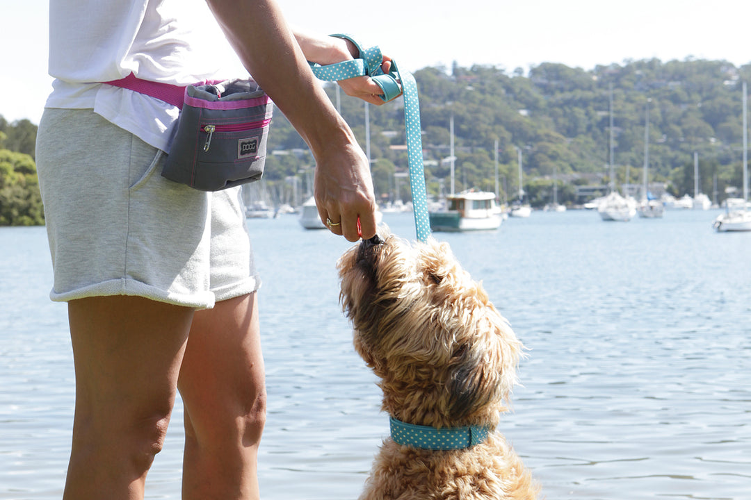 10 Tips For Training Your Dog