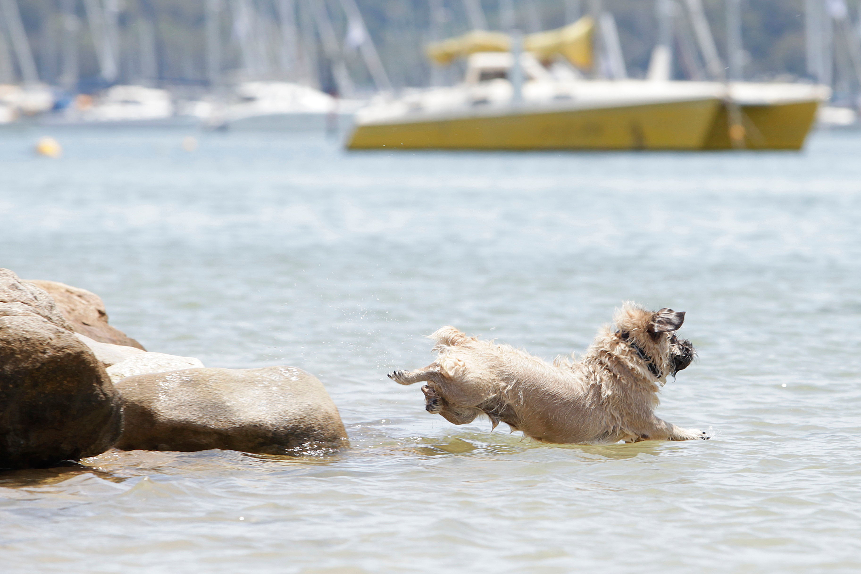 5 fun things to do with your dog over the Labor Day weekend