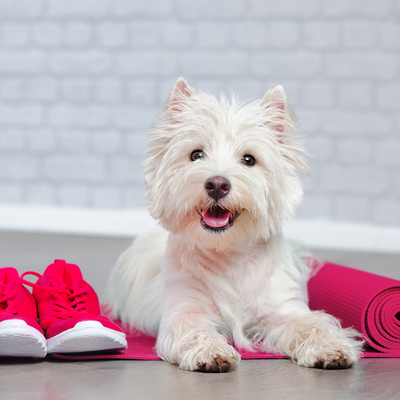 Get your dog into shape at home!
