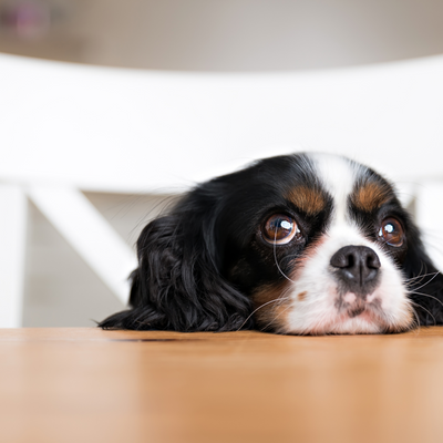 Train your dog out of these bad habits around the home