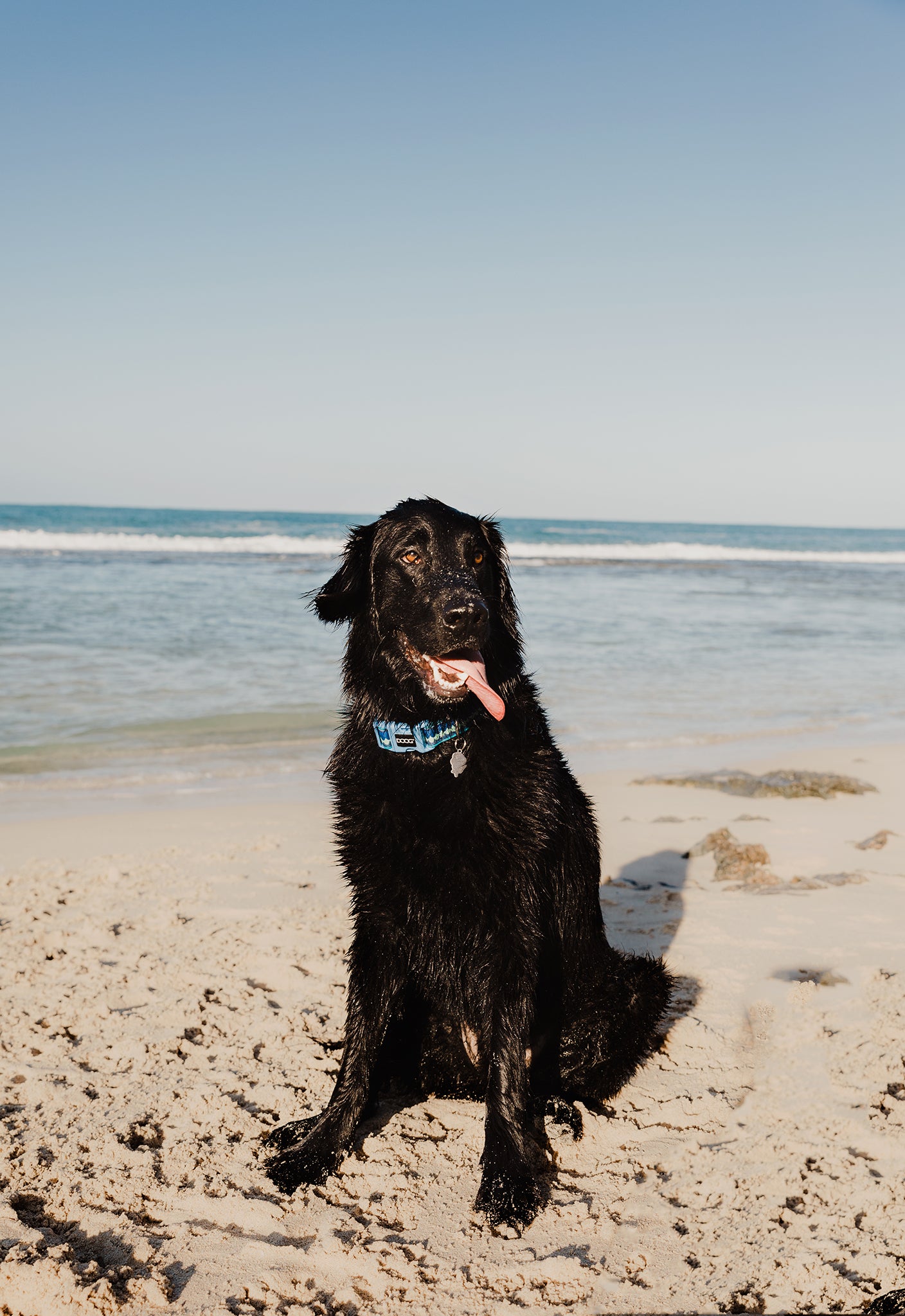 Some fun exercises you can do at the dog beach!