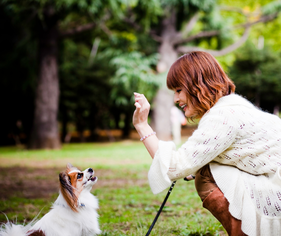 Teach Your Dog These 3 Simple Tricks