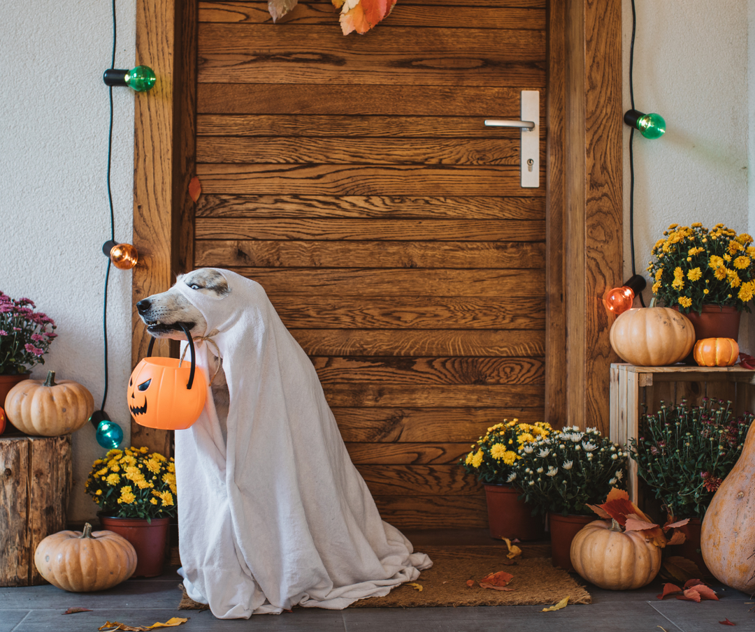 5 Adorable, Homemade Halloween Costume Ideas For Your Dog