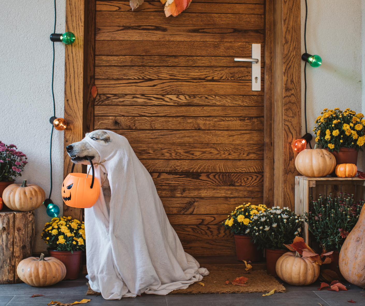 5 Adorable, Homemade Halloween Costume Ideas For Your Dog