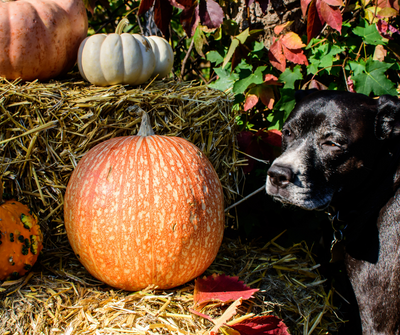 5 Tips For Enjoying A Perfect Thanksgiving With Your Dog