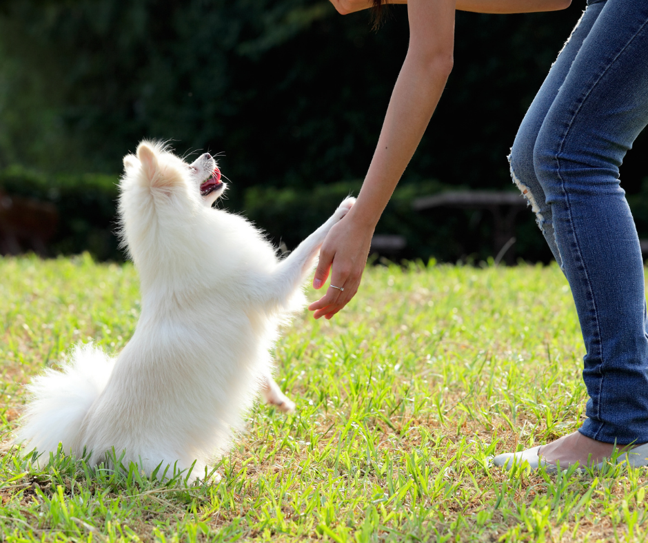 It's National Train Your Dog Month