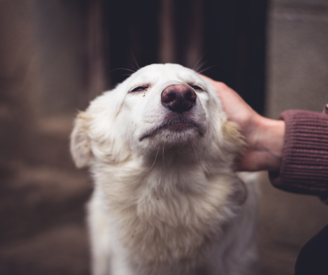 DOOG's Essential Guide To Finding A Rescue Dog