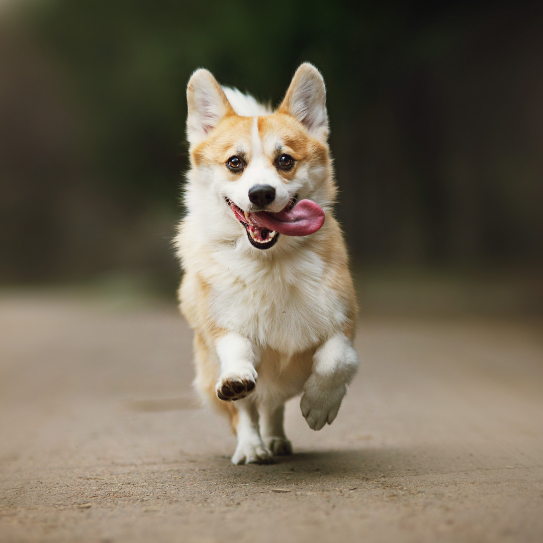 Follow Our New DOOG USA Socials