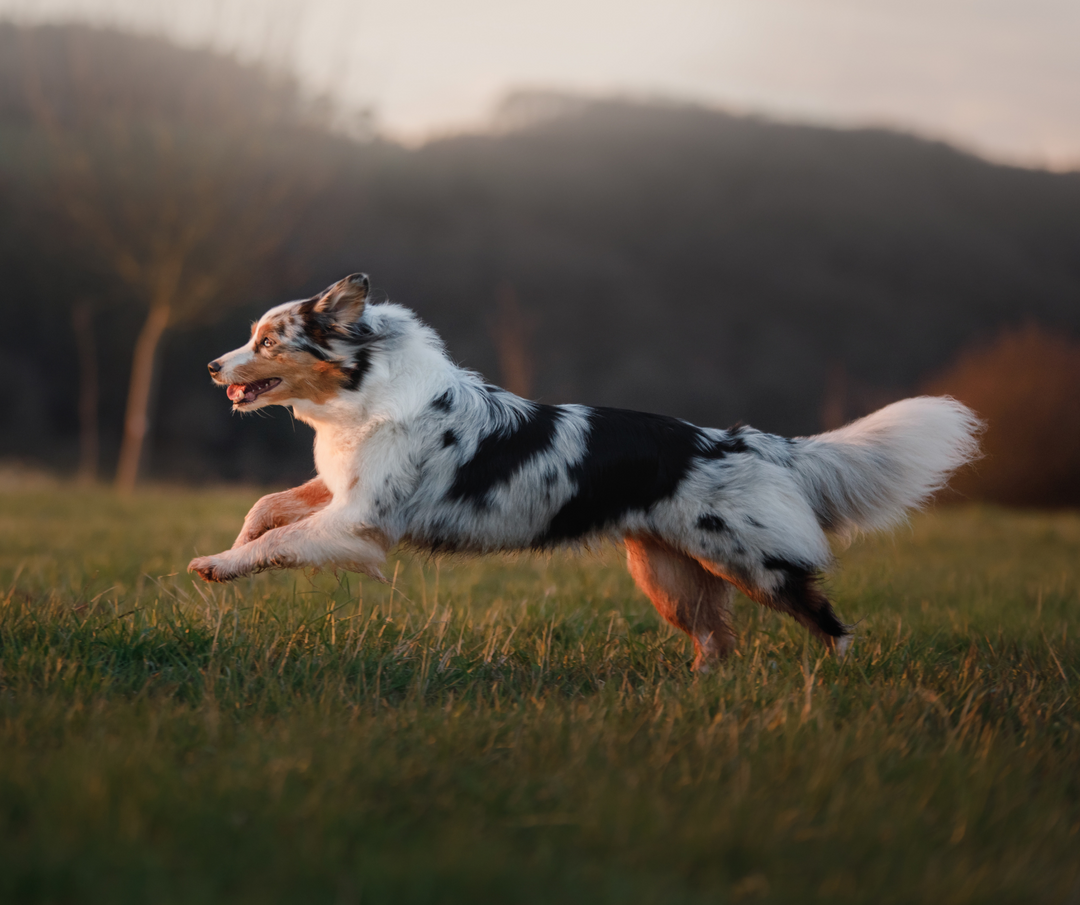 The Best Dog Breeds For Running