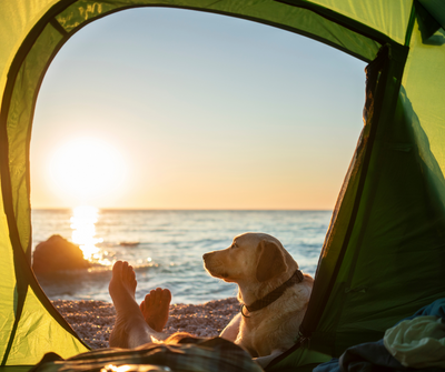 8 Tips For a Successful Camping Trip With Your Dog