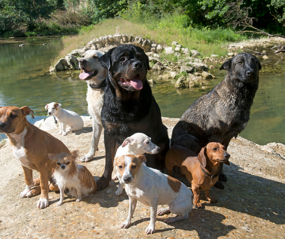How to choose the right dog for your lifestyle – DOOGUSA