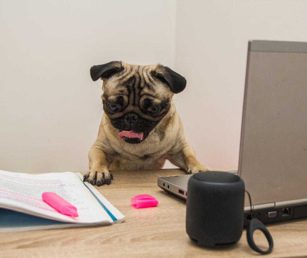 Take Your Dog To Work Day