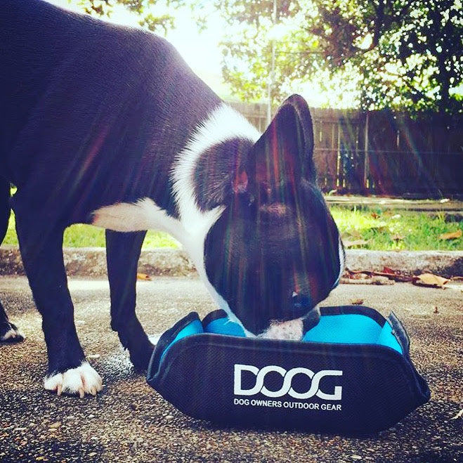 DOOG USA featured on Doctor's TV