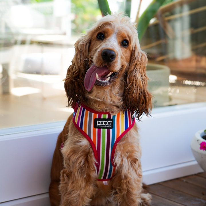 Neoflex Soft Harness