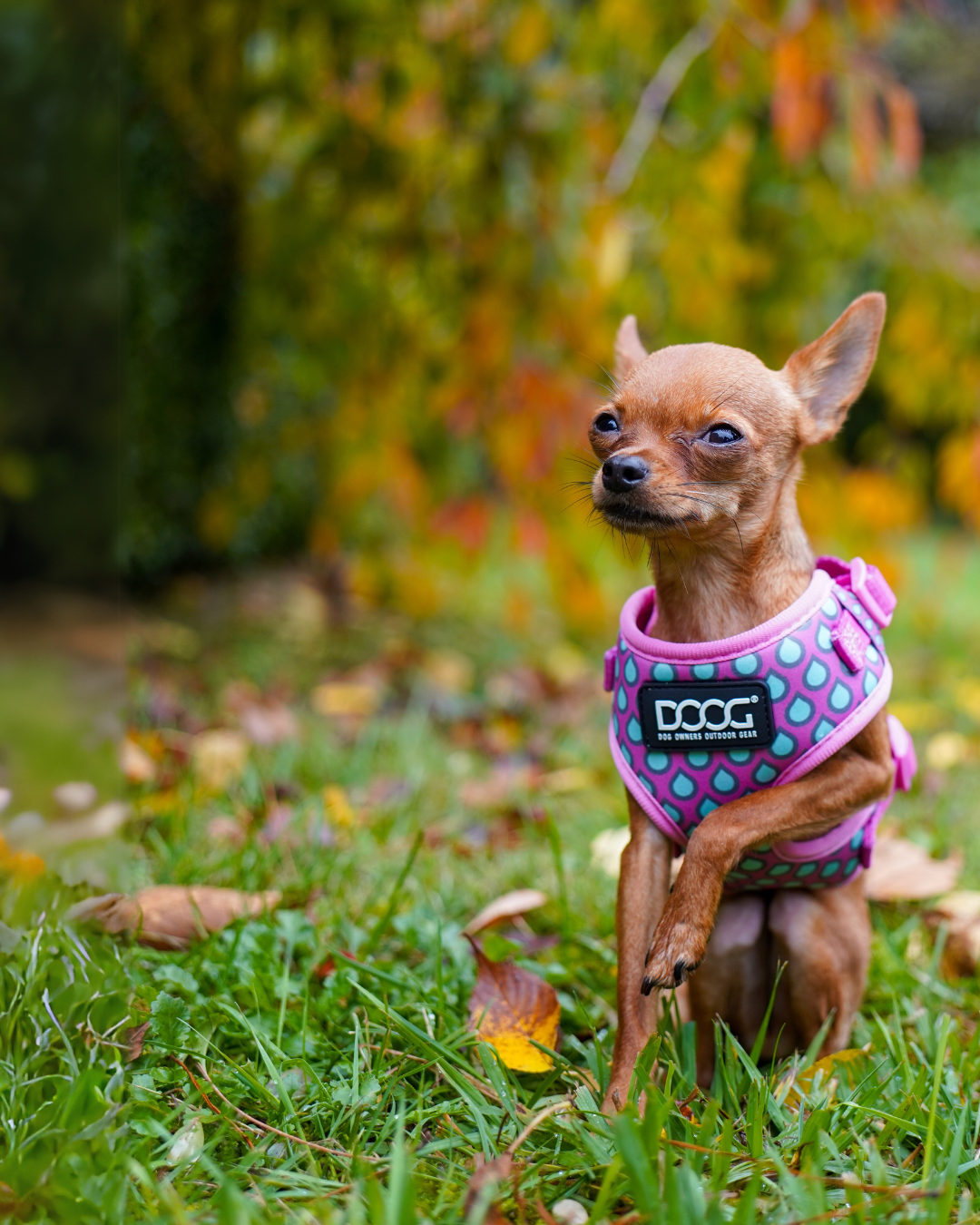 Neoflex Soft Harness