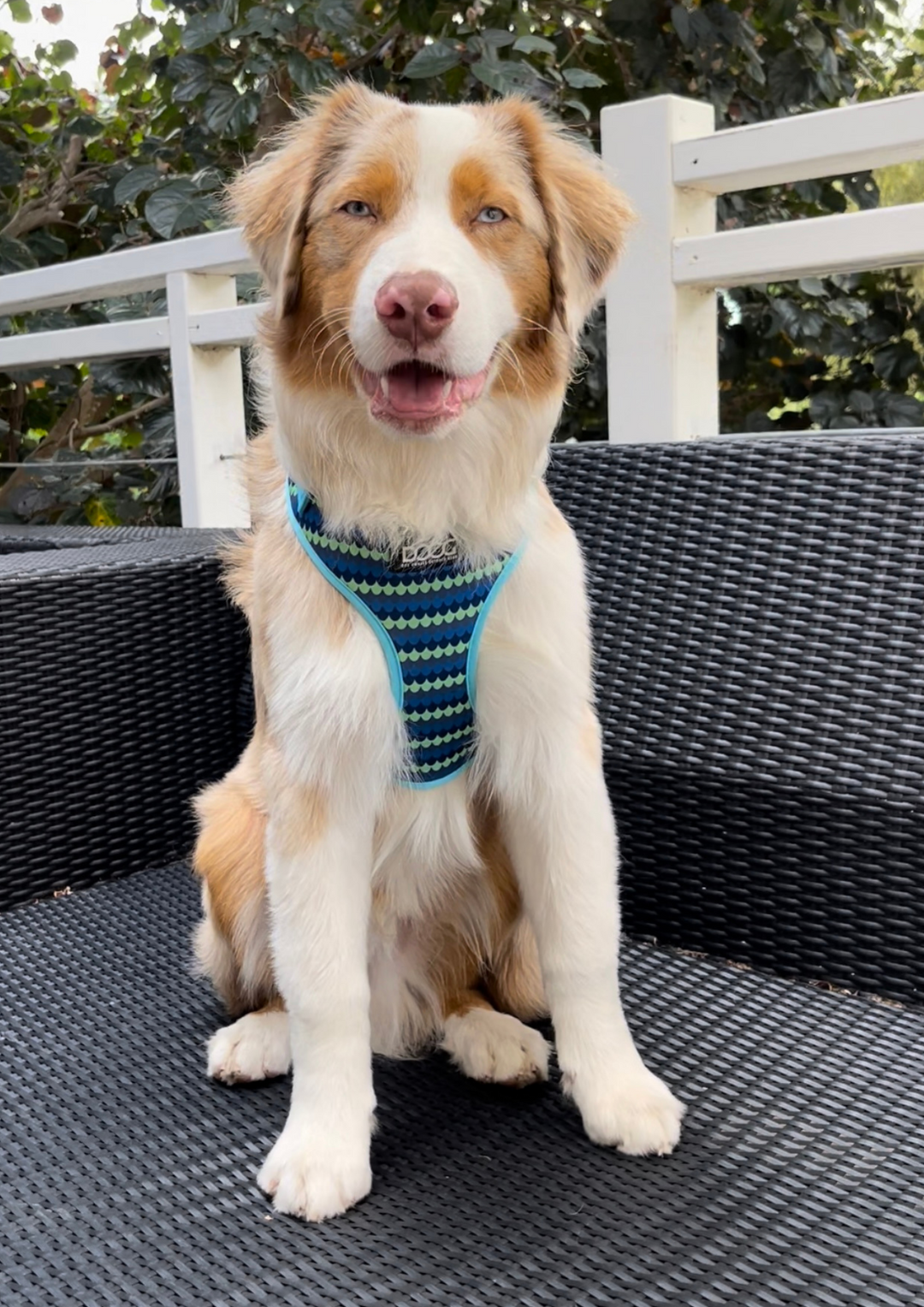 Neoflex Soft Harness