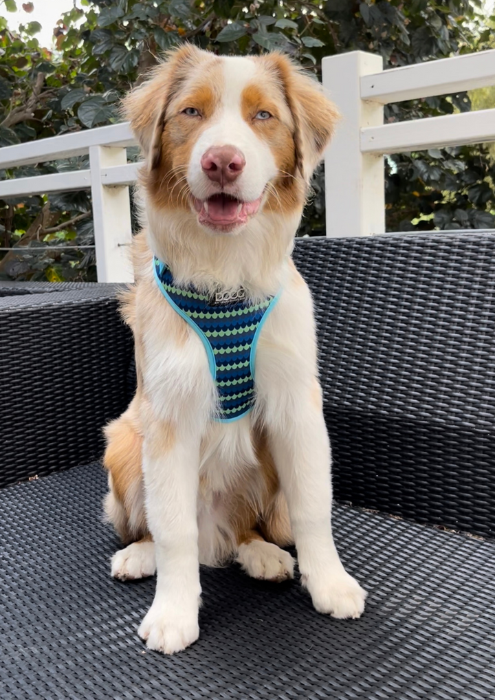 Neoflex Soft Harness