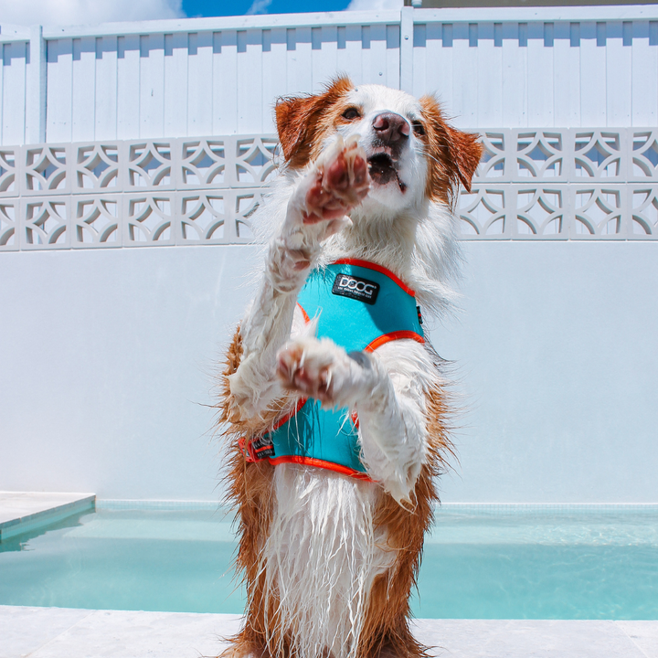 Neoflex Soft Harness