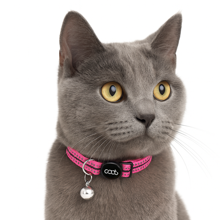 CAAT Quick-Release Cat Collar