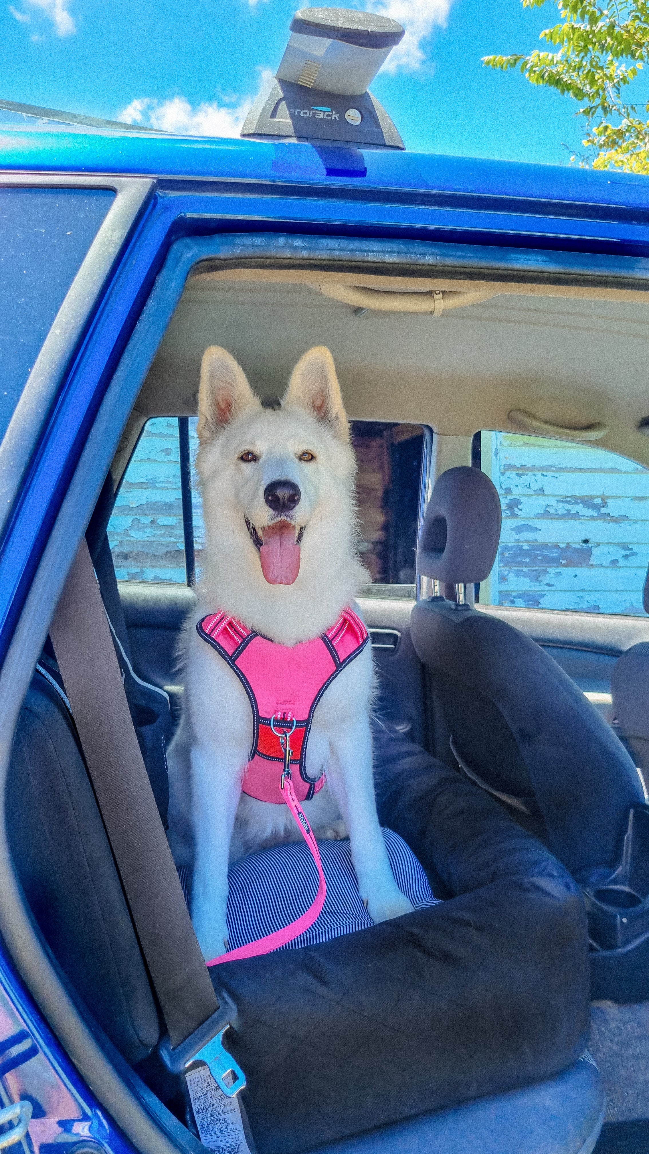 Neotech Harness – DOOGUSA