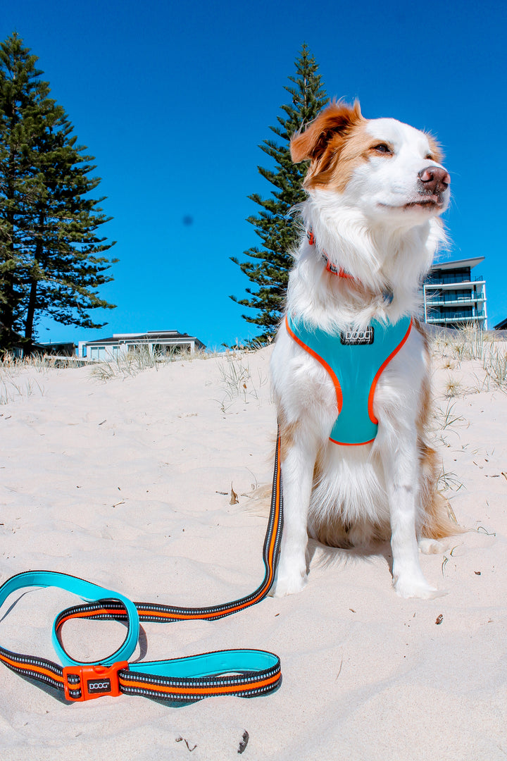 Neoflex Soft Harness