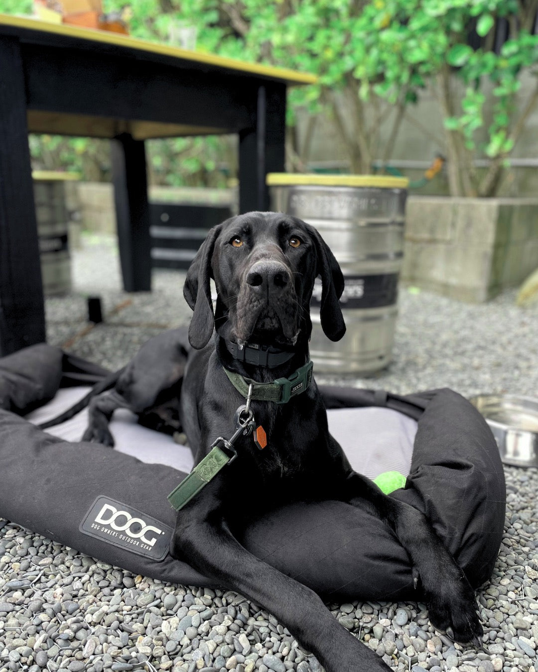 Neosport Neoprene Dog Collar