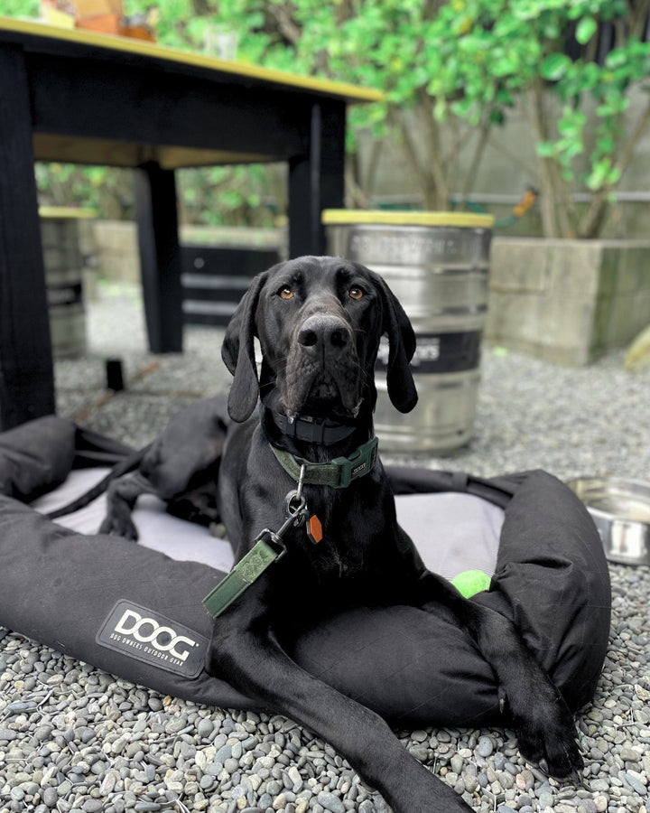 Neosport Neoprene Dog Collar