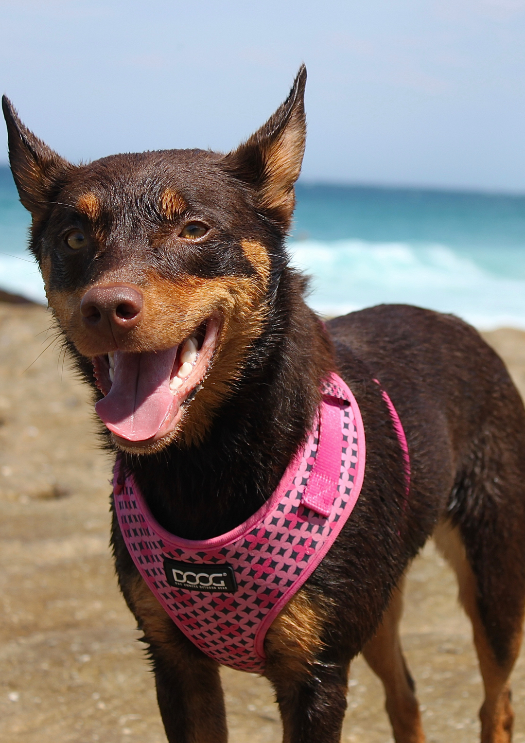 Neoflex Soft Harness – DOOGUSA Neoflex Soft Harness – DOOGUSA