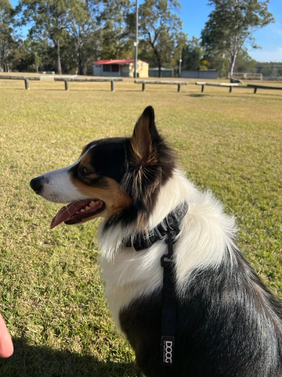 Neosport Neoprene Dog Collar