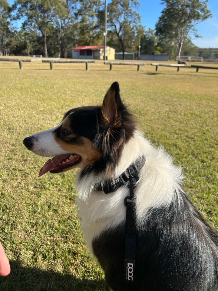 Neosport Neoprene Dog Collar