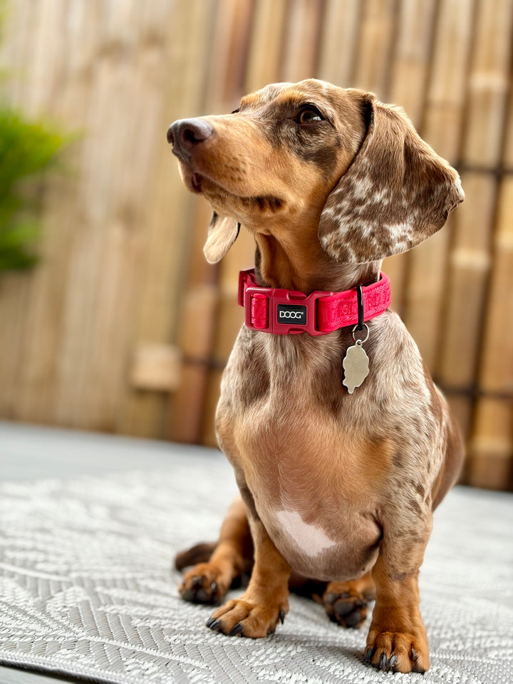 Neosport Neoprene Dog Collar