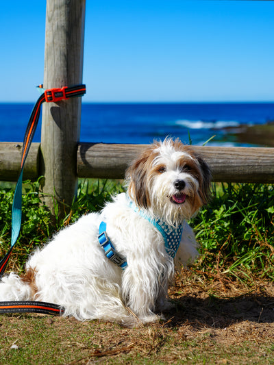 'Clip It' Neoprene Dog Leash - TOTO