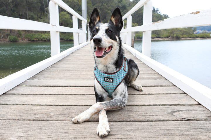 Neoflex Soft Harness