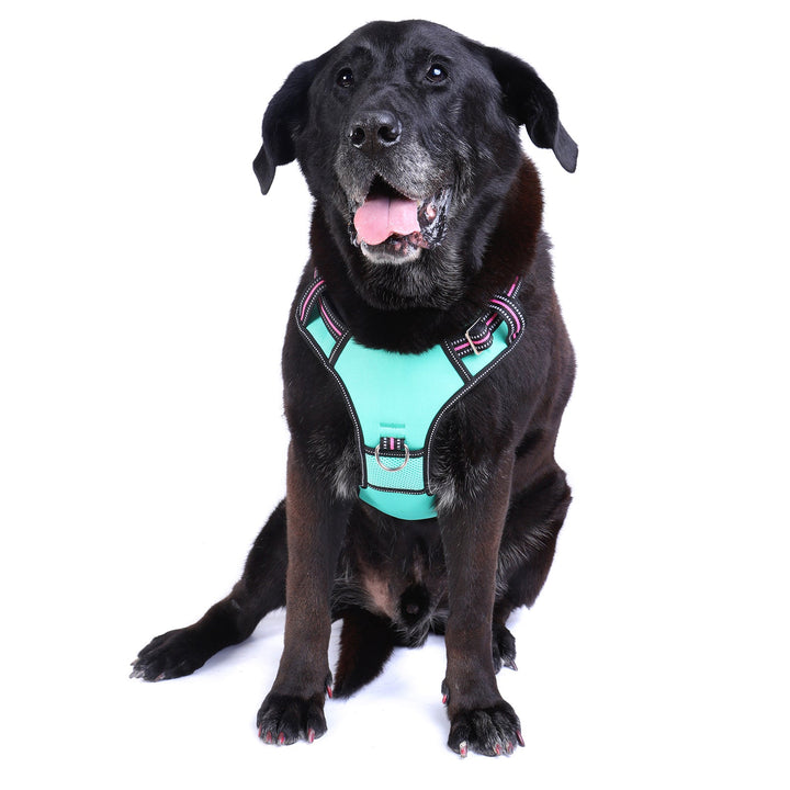 Neotech Harness