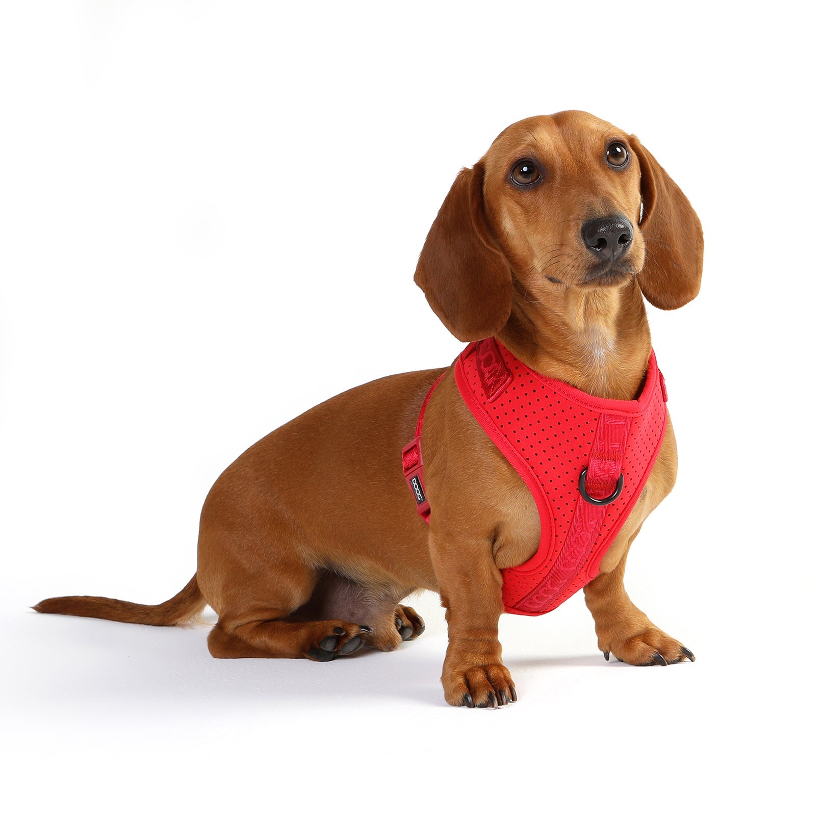 Neosport Harness – DOOGUSA