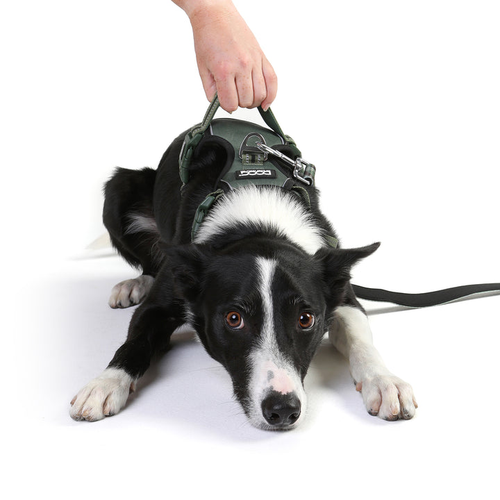 Neotech Harness