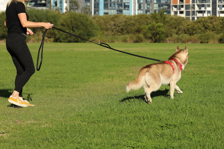 Dog Training Leash