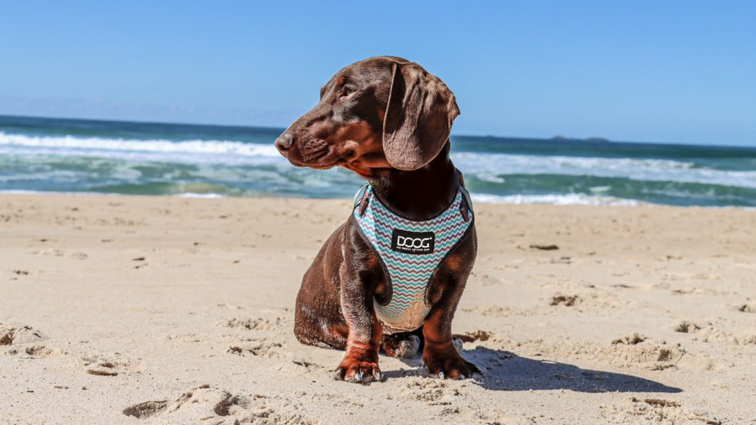Neoflex Soft Harness
