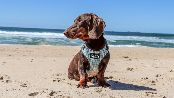 Neoflex Soft Harness