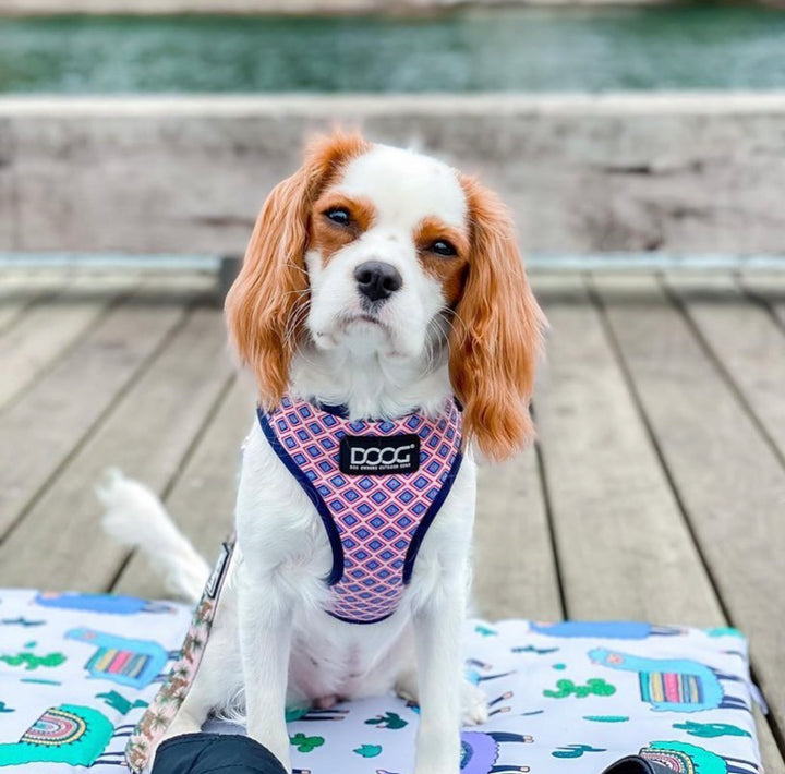 Neoflex Soft Harness