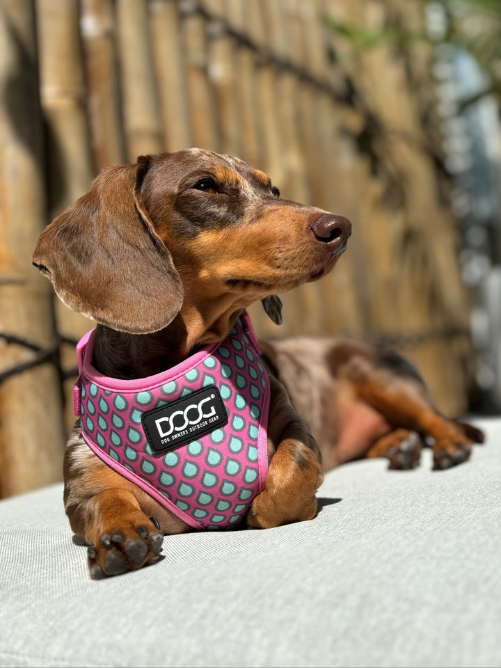 Neoflex Soft Harness