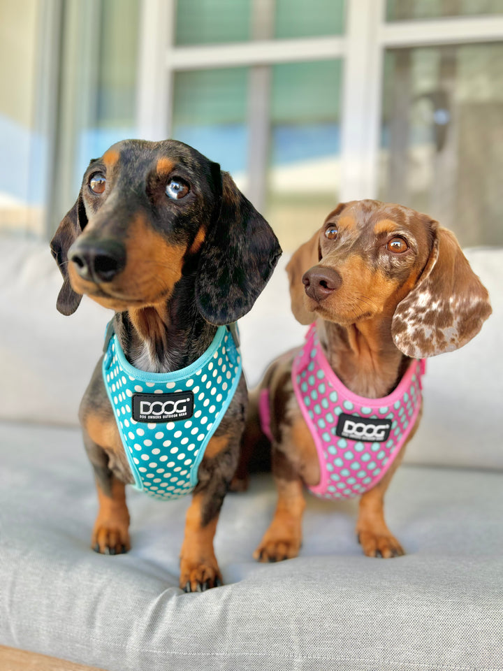 Neoflex Soft Harness