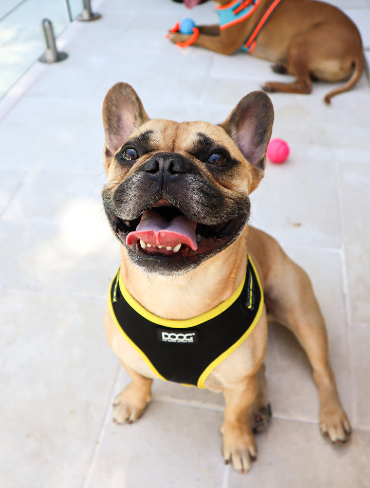 Neoflex Soft Harness