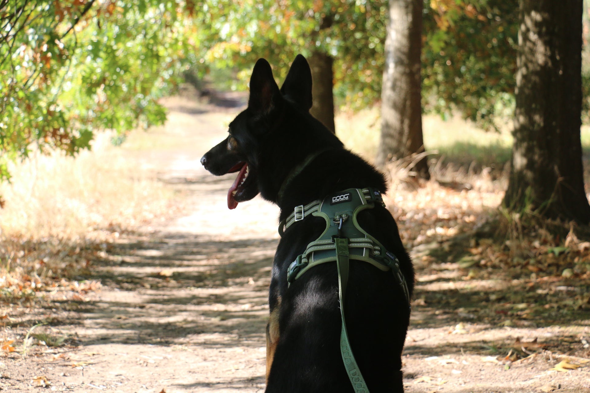 Neotech Harness – DOOGUSA