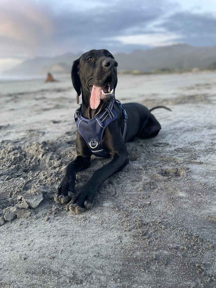 Neotech Harness