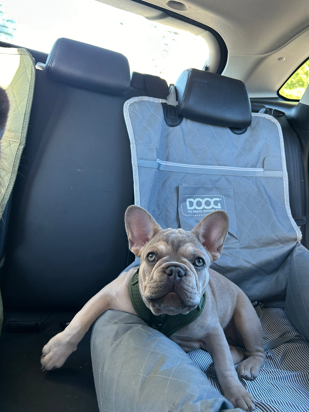 Dog Car Seat - Small to Medium
