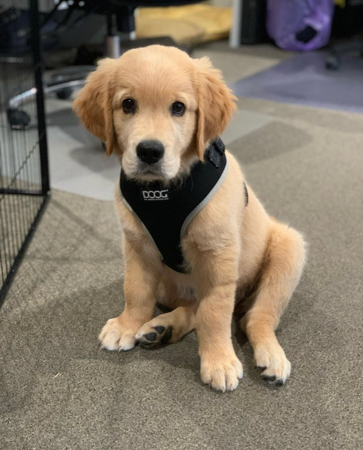 Neoflex Soft Harness